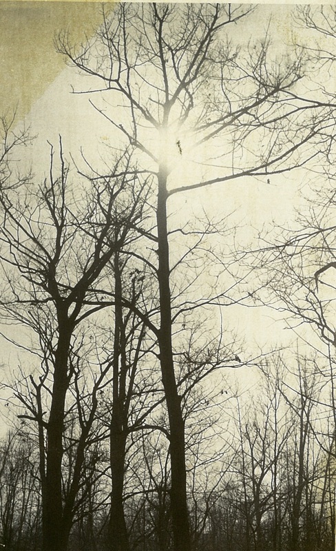 Striking Beauty Silhouetted
