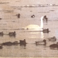 ducks.jpg