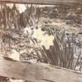 daffodils.jpg